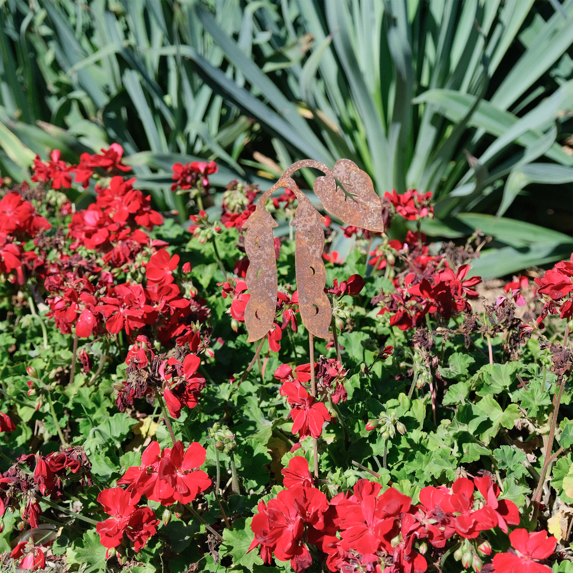 W4944 Hyacinth bean Picks - rusted garden stakes