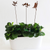 W4135 LOVE Bird on branch - rusted garden stakes