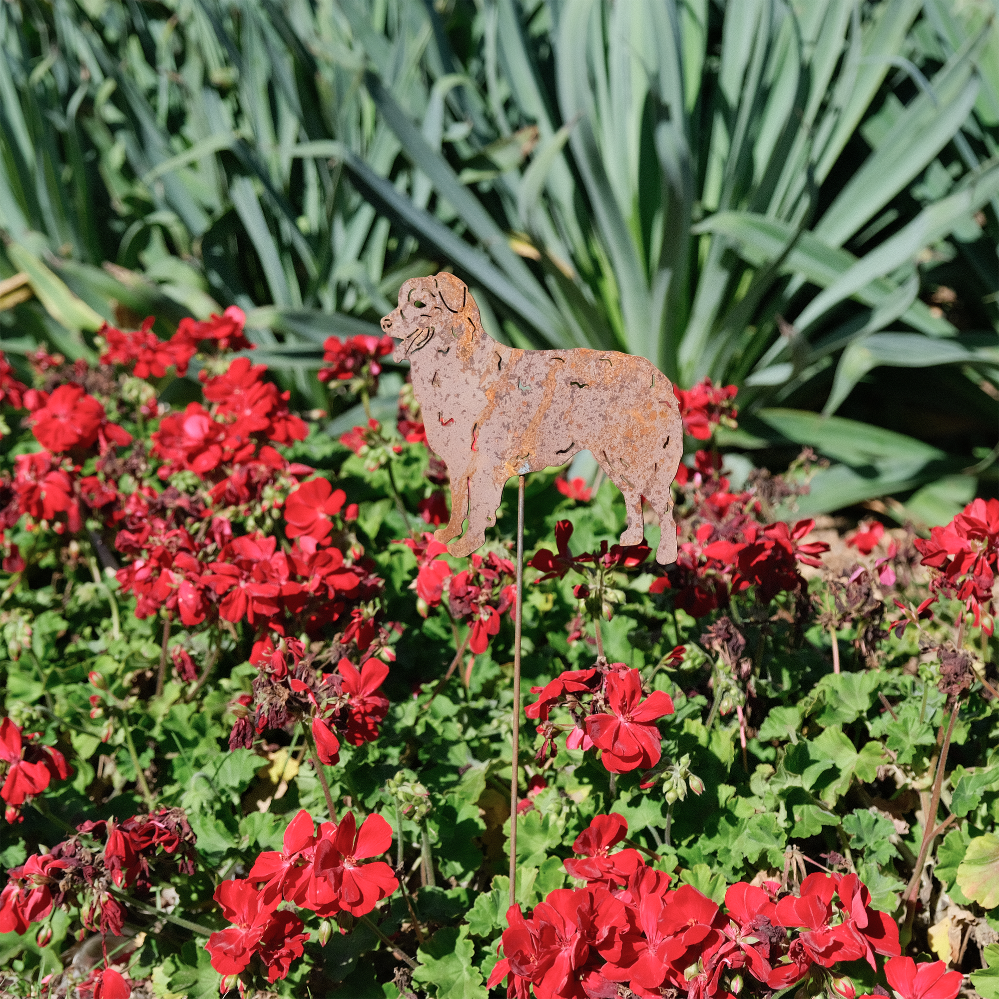 W4368 Dog Picks - rusted garden stakes