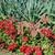 W4943 Turnip Picks - rusted garden stakes