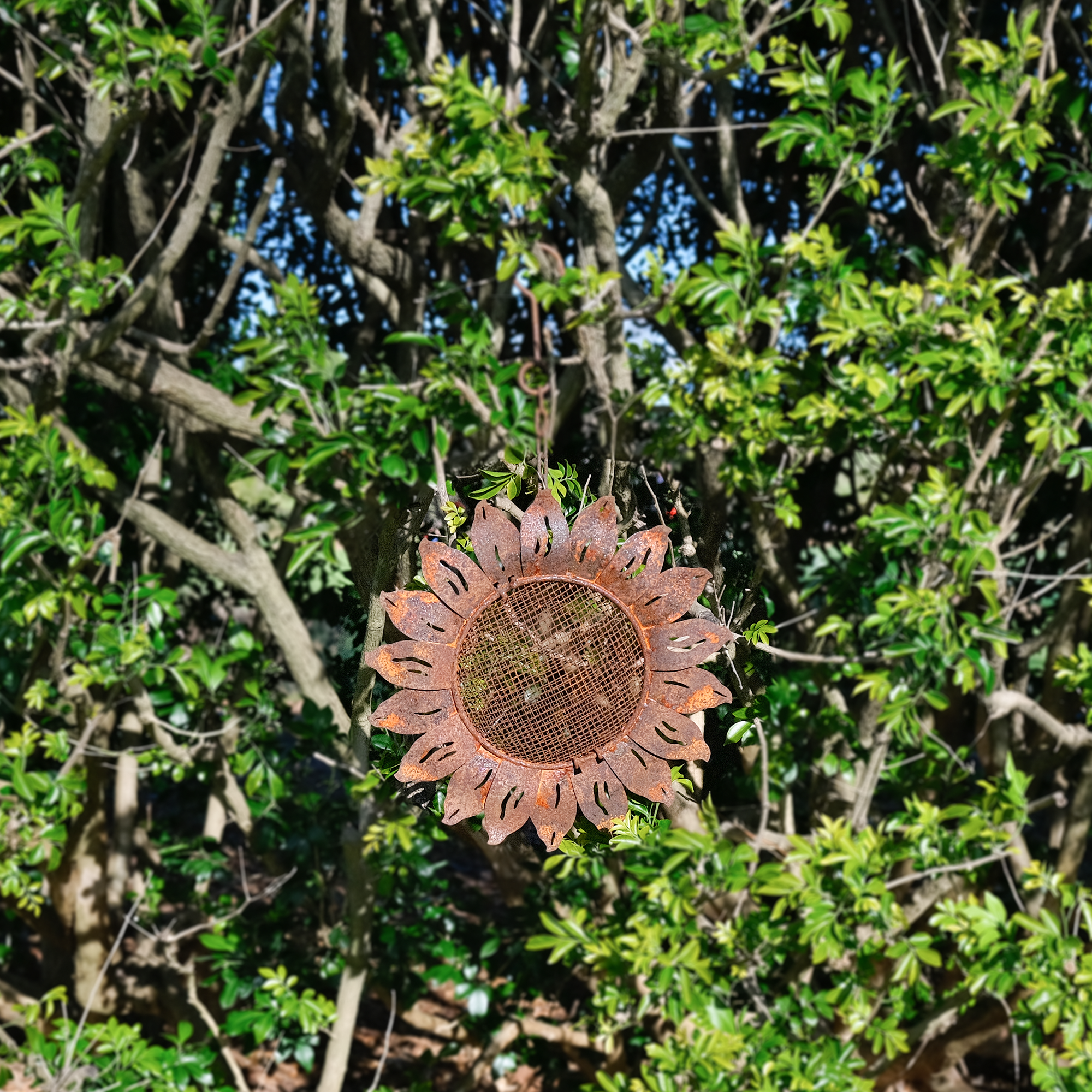 W3532C - Hanging Bird Feeder - sunflower - Natural Rusted and Yellow