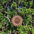 W3532C - Hanging Bird Feeder - sunflower - Natural Rusted and Yellow